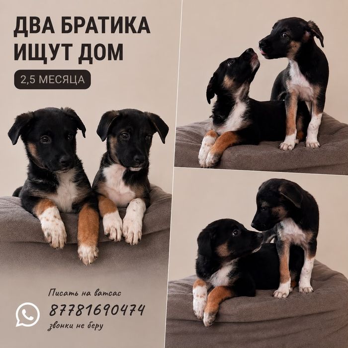 Щенки в добрые руки