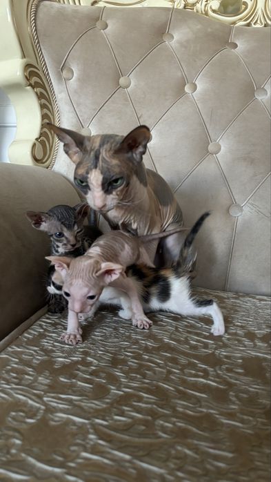 Отдам котят сфинкса