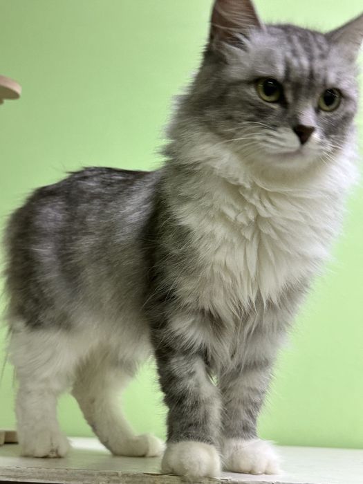 Ищем добрые руки кошечке Ласке