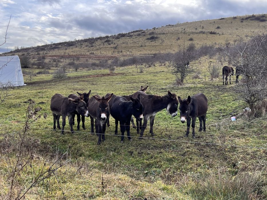 40 măgari masculi – întrețin 40–80 ha fără utilaje (cost minim)