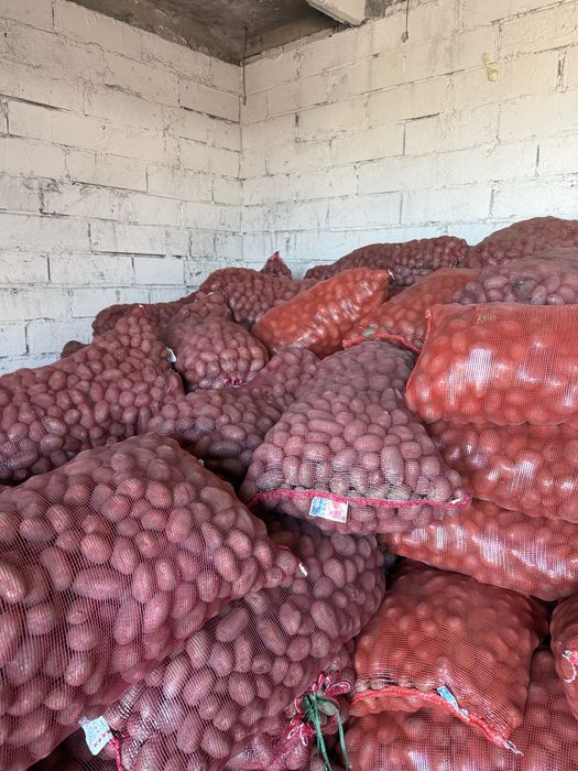 Продаем картофель 65 тенге семена