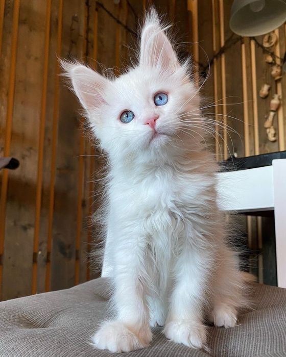 Котенок мейн кун 1,5 месяцев мальчик