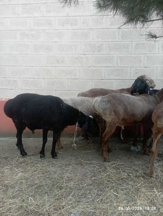 Qo'y. Qurbonlikga