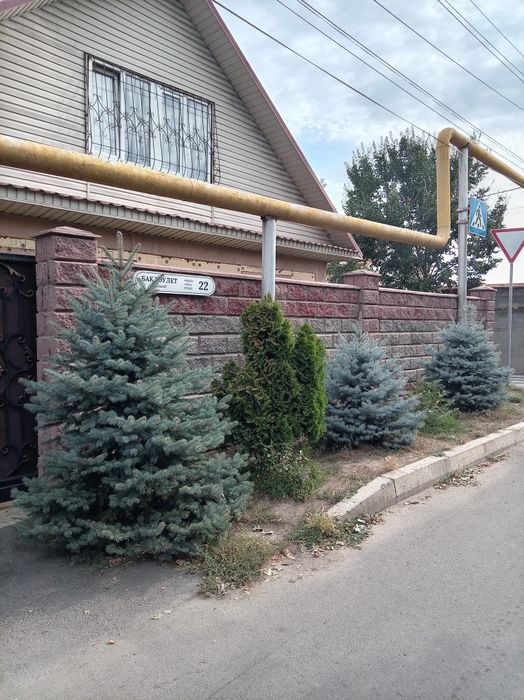 Ель голубая польская
