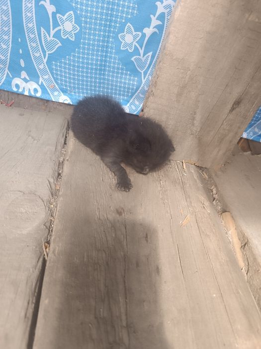 Отдам котят!срочно!