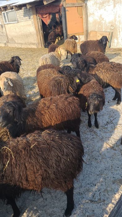 Продам токты матки