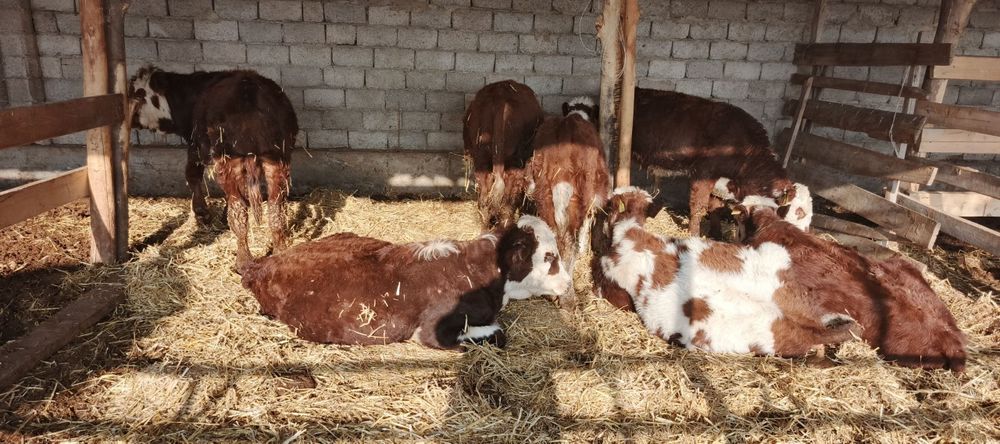Uchko'prik tumani To'qsonqovun mahallasida buzoqlar sotiladi