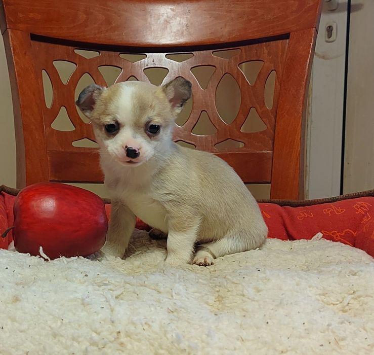 Чихуахуа мини  чихуа