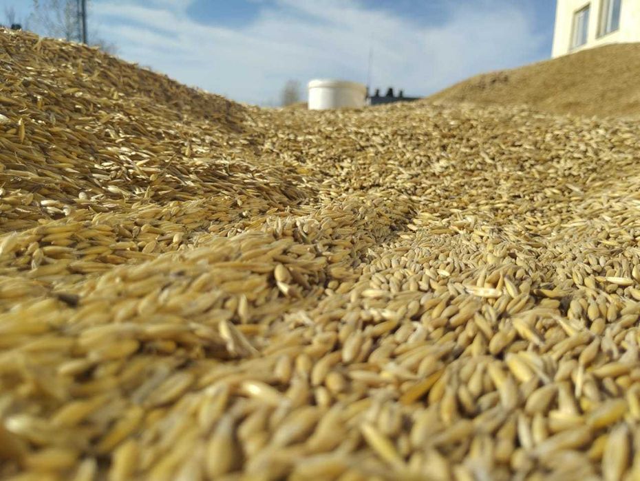 СҰЛЫ ОВЕС Сатамыз,