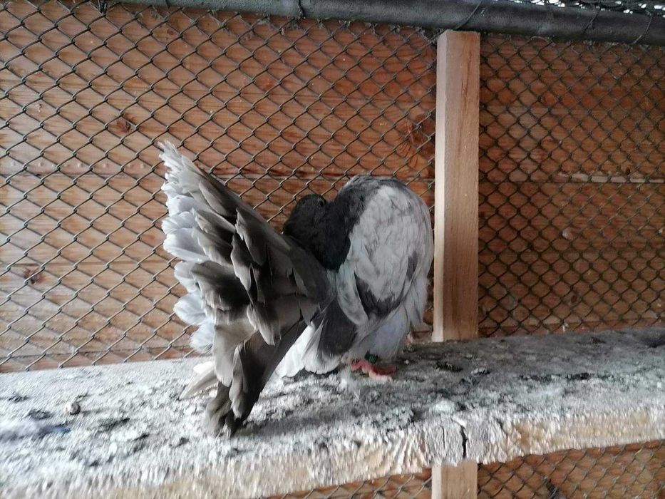 продавам гълъби фенерлии