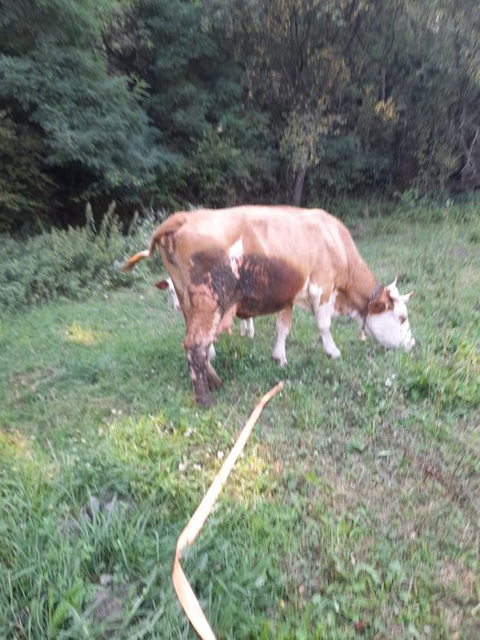 Vând vaca de 9 ani