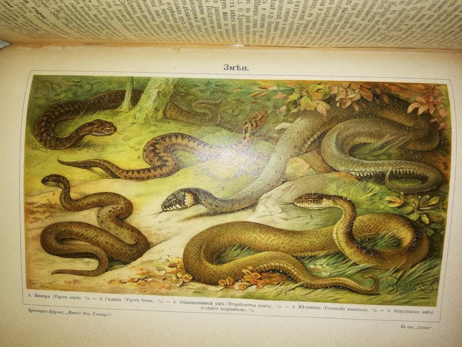 Энциклопедический словарь Брокгауз-Ефрон. Том 18