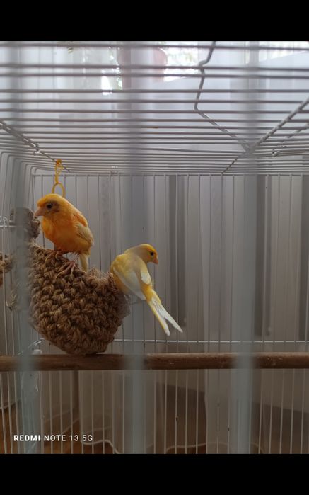 Птичка канарейка