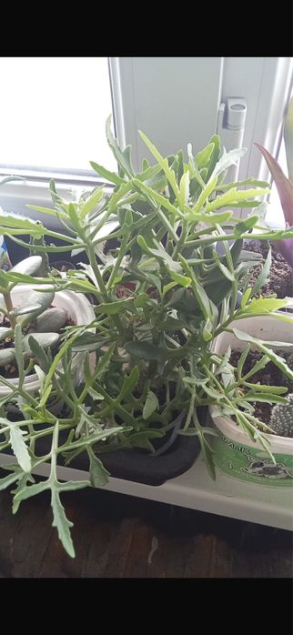 Продам цветы комнатные