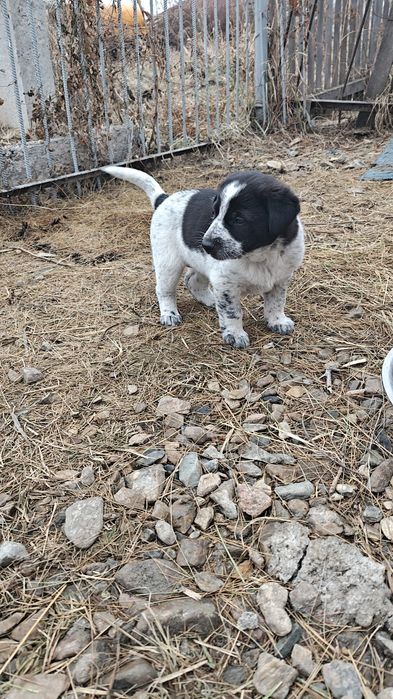 Отдам щенков бесплатно