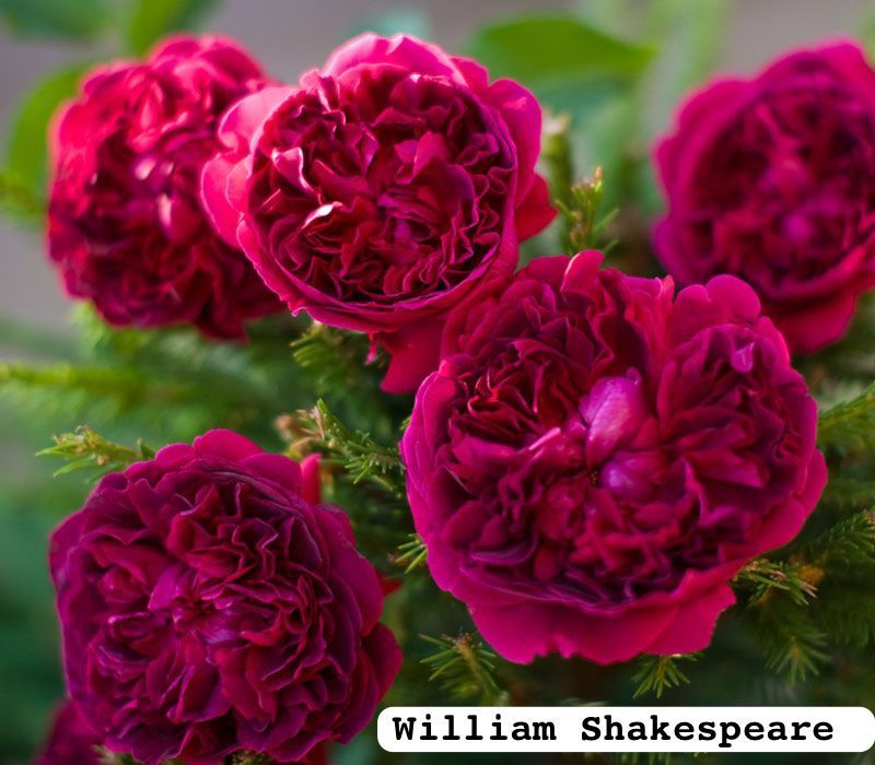 Розы (корни) разных сортов