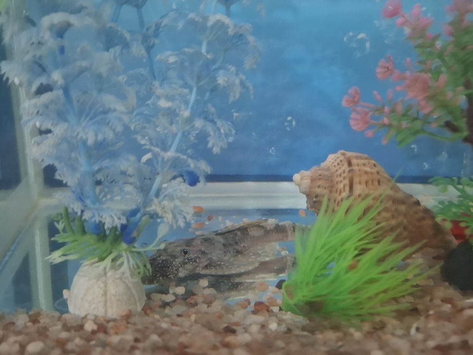 Продаю аквариум .