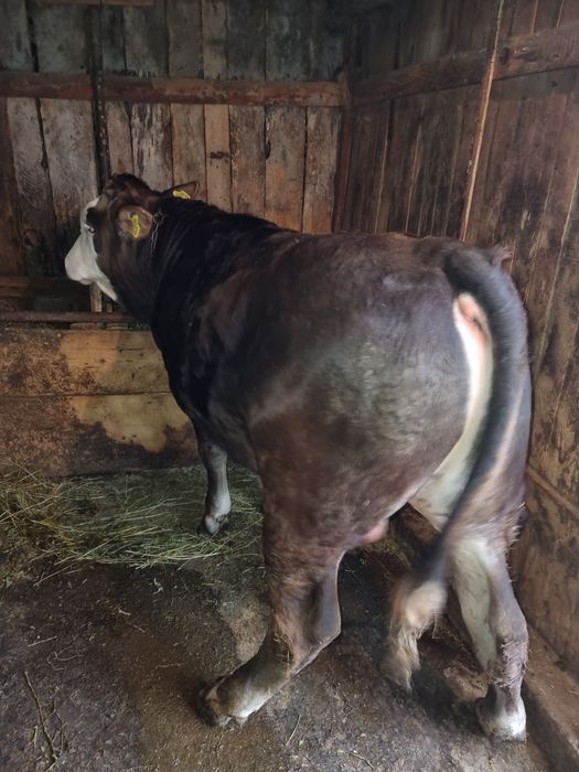 Vând taur foarte bun