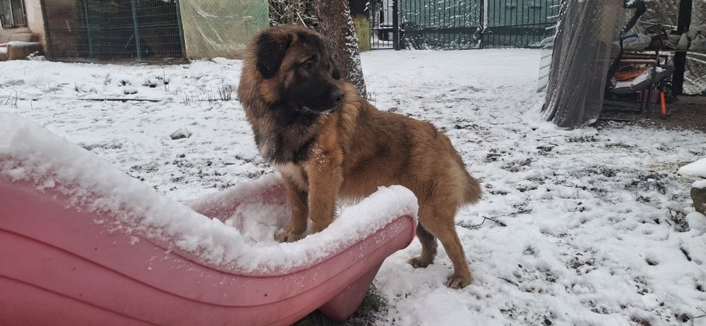 Каракачански кучета (мъжко и женско) на 12м.