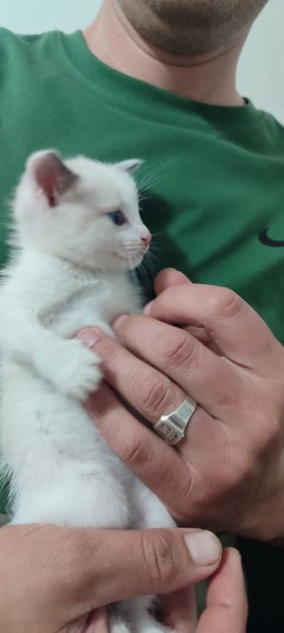 Котята и кошки в дар