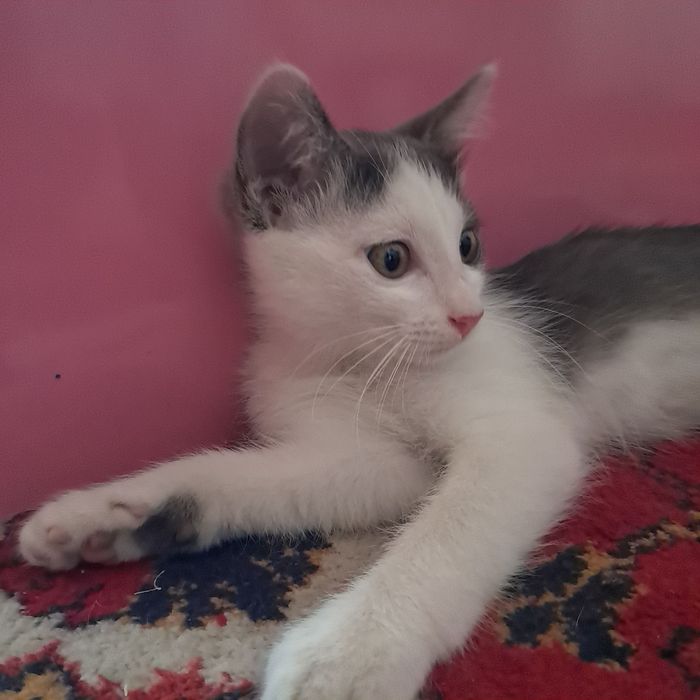 Mushuk bolasi hadiyaga beriladi