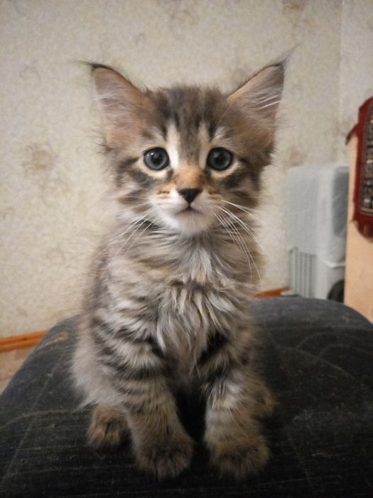 Отдам котенка бесплатно