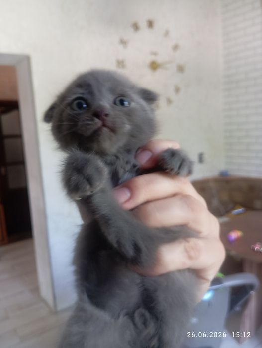Котенок вислоухий
