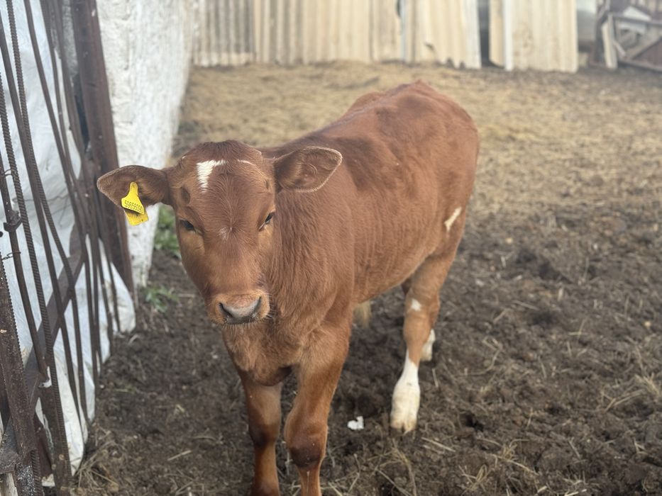 Продам корову с теленком