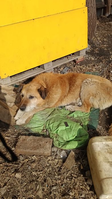 СРОЧНО! Отдам пса в добрые руки (отличный охранник)