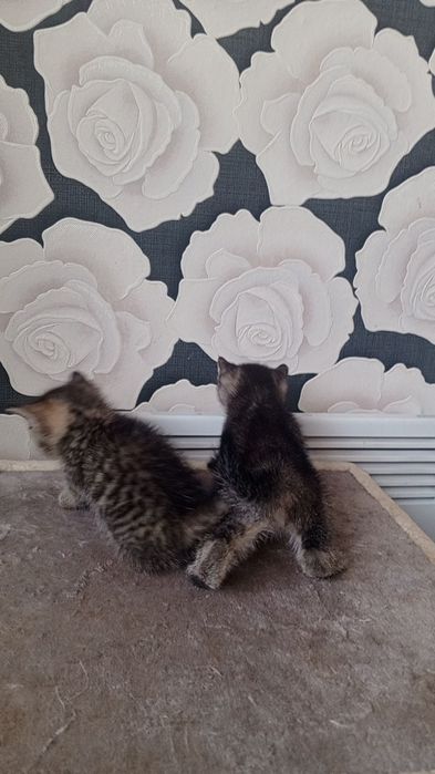 Продаются МАНЧКИН Коротколапые Девочки! Дёшево!