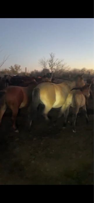 Продам 2 кобыл с стригунками и с жеребятами