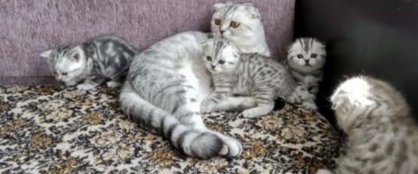 Красивейшие Котята