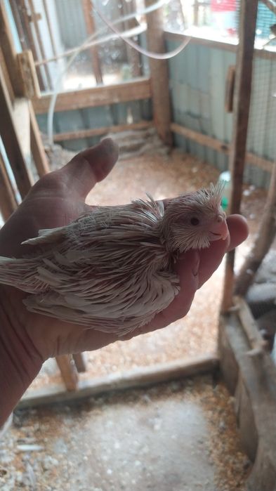 Белые карелы молодеж