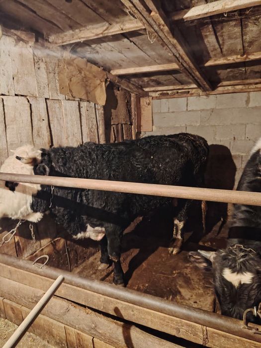 5құнажын 3 бұқа сатылады