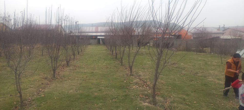 Намунали ховли уй сотилади