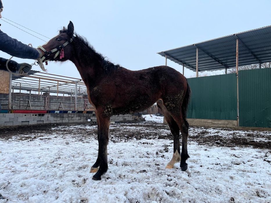 Жабағы жеребенок