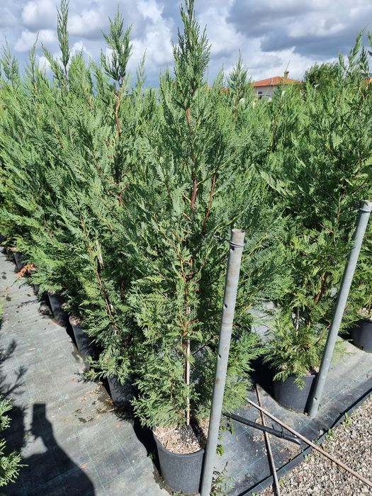 Thuja leylandi / Catalpa globulara Mesteacăn Tei