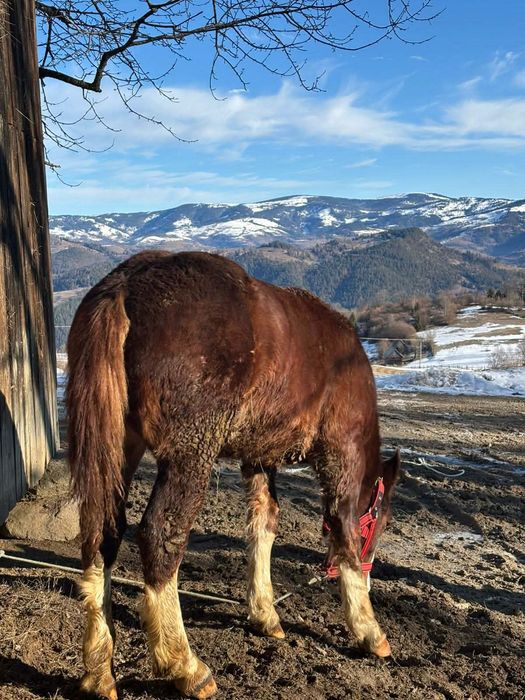 Mânz cuminte de vânzare