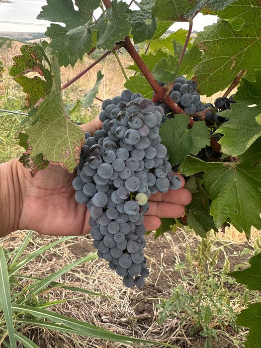 Struguri pentru vin