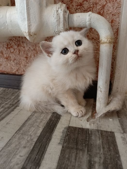 Belarusiyaning Borisov shahrida jinsiy aloqa