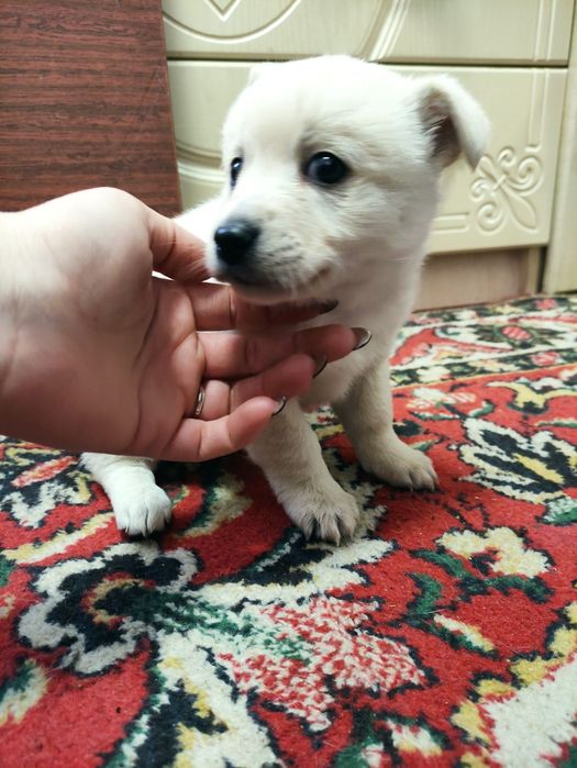 В добрые руки щенки