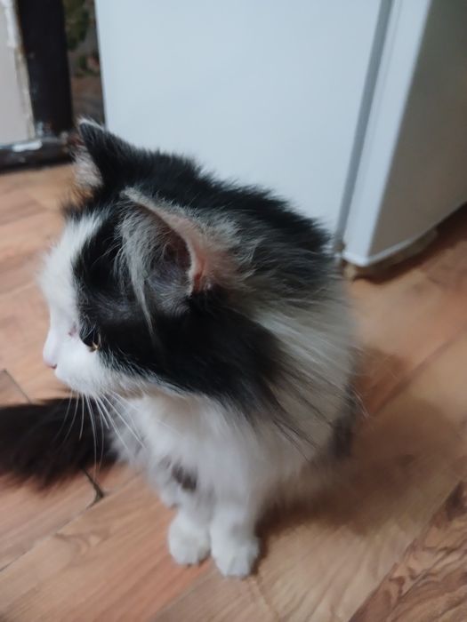 Найдена кошечка. Ищу хозяев