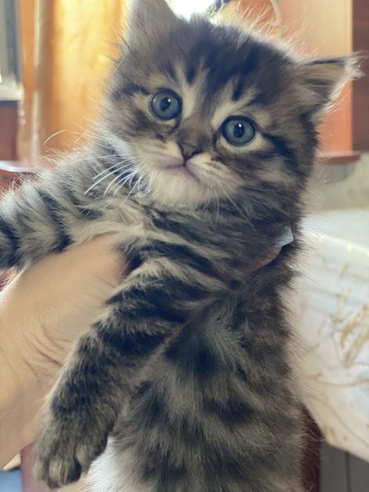 Продаются котятааа