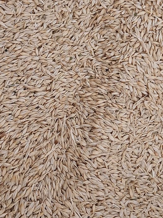 Grau avenue si orz de samanță  ( înmulțirea1) c1 !60 lei sacul 3 duble