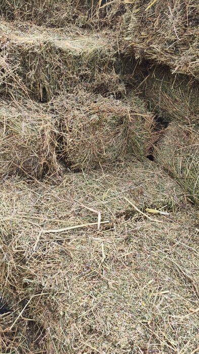 Продам сено люцерна в тюках