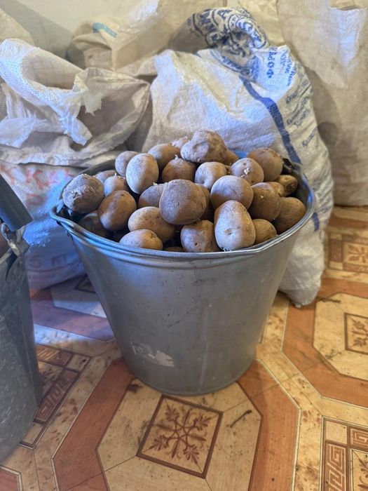 Картошка для посадки