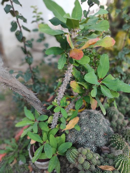 Продам цветы разные