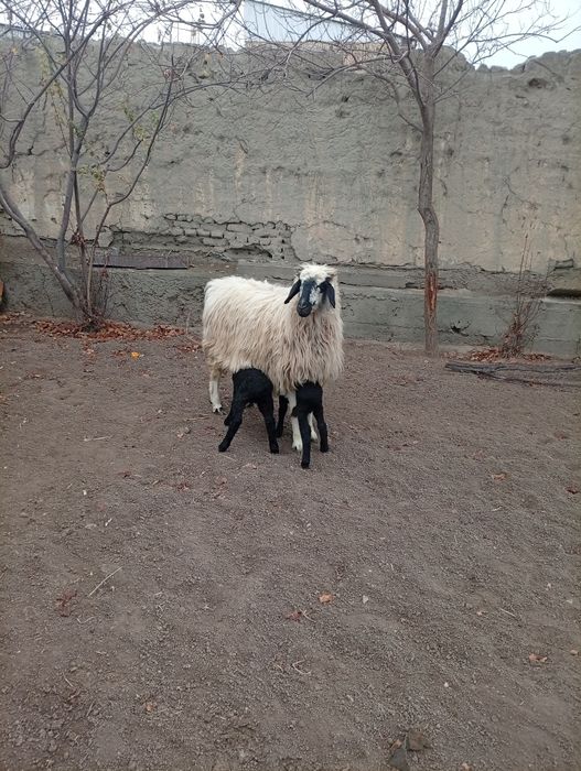 Она бола казоки ку́й сотилади