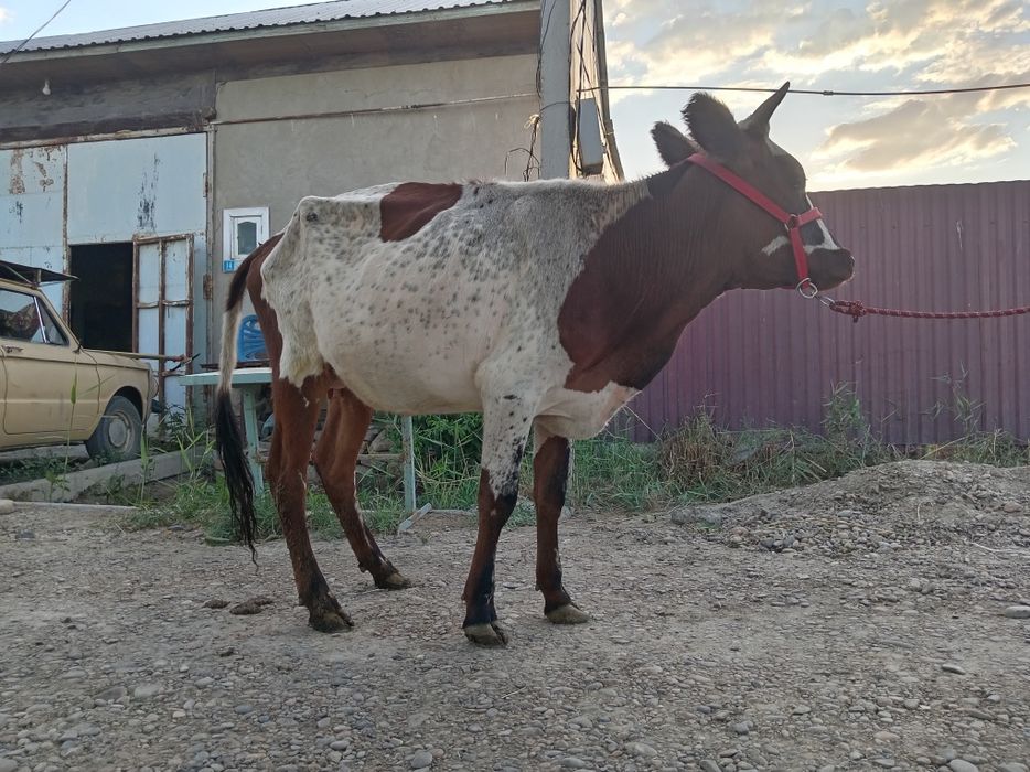 G‘unajin ona bola sotiladi