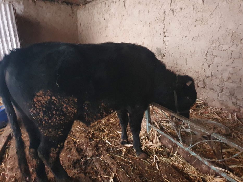 Buqa sotiladigan 30 milion som